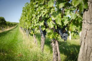 Alte Rebanlagen Neckenmarkter Hochberg