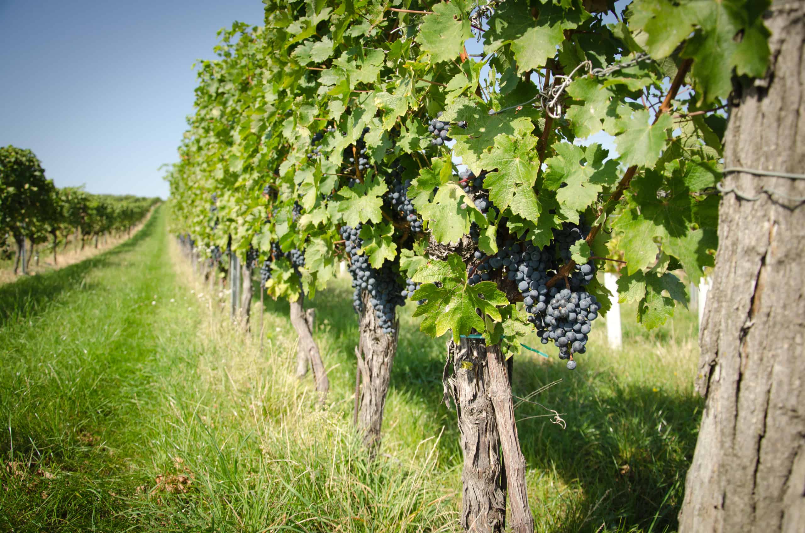 Alte Rebanlagen Neckenmarkter Hochberg